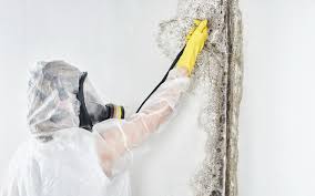 Professional Mold Removal & Remediation in Massillon, OH